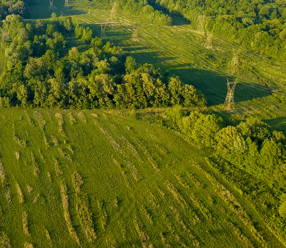 aerial view of green land